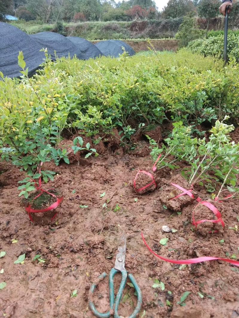 一站式園林綠化服務 挖機出租與苗木出售，打造綠色城市新名片