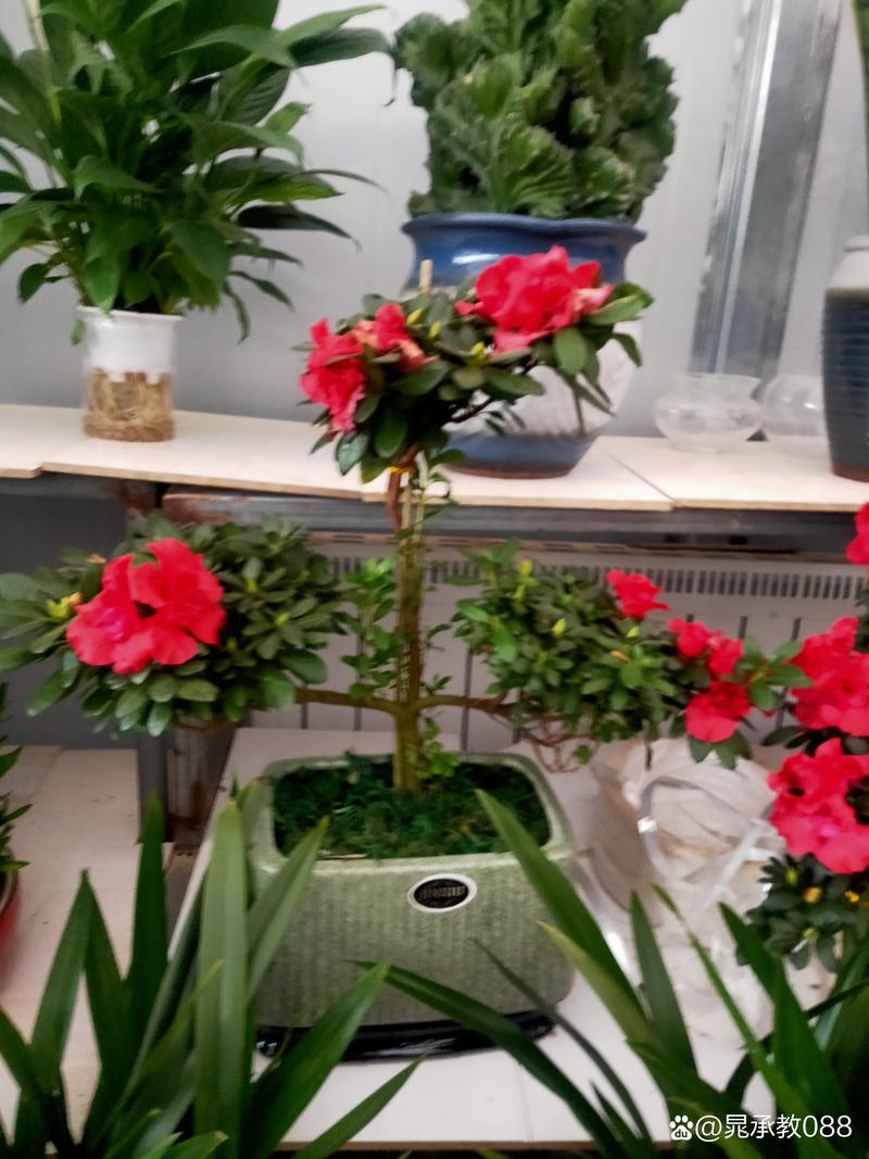 安康風云花卉  綠植花卉 租賃  苗木  盆景  室內室外綠化設計