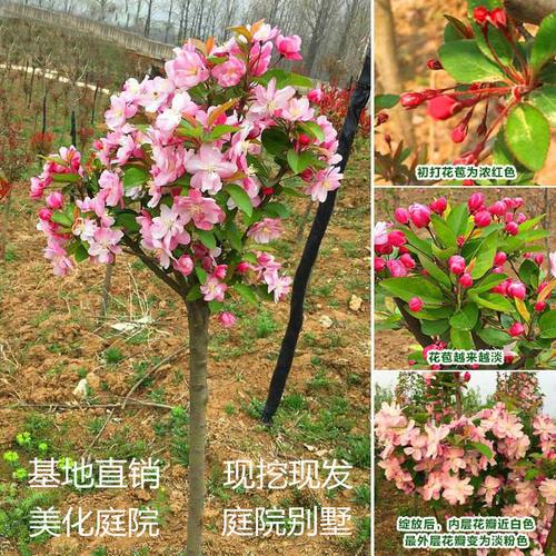 北美海棠苗木價格